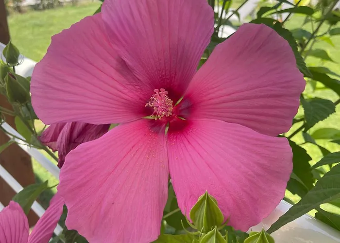 Sofia *luxury Experience In Calabria Zambrone